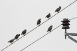 Starlings Sturnus vulgaris škorci_MG_9578-111.jpg
