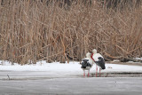 White storks during winter beli torklji med zimo_MG_0250-111.jpg