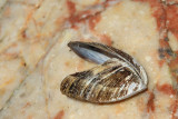Zebra mussel Dreissena polymorpha potujoča trikotničarka_MG_6493-11.jpg