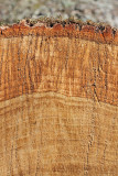 Wood of english oak les doba_MG_9559-11.jpg