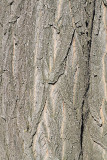 Bark of black locust lubje robinije_MG_9566-11.jpg