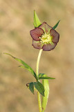 Red hellebore Helleborus atrorubens temnokrlatni teloh_MG_9597-11.jpg