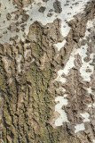 Bark of white poplar Populus alba lubje belega topola_MG_95901-11.jpg