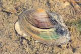 Swan mussel Anodonta cygnea jezerska brezzobka_MG_0062-111.jpg