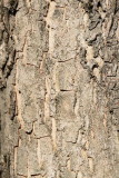 Bark of cornelian cherry Cornus mas lubje rumenega drena_MG_95881-11.jpg