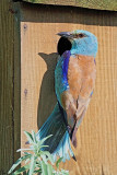 European roller Coracias garrulus zlatovranka_MG_0312-11.jpg