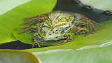 Edible frog Pelophylax (Rana) kl. esculentus zelena aba_MG_1033-111.jpg