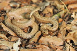 Smooth snake Coronella austriaca smokulja_MG_1170-111.jpg
