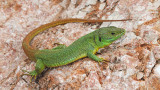 Balkan green lizard Lacerta trilineata veliki zelenec_MG_1512-111.jpg
