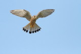 Common kestrel Falco tinnunculus navadna postovka_MG_2014-111.jpg