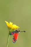 Zygaena carniolica kranjski ovnič_MG_2481-111.jpg