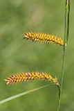 Blister sedge Carex vesicaria mehurjasti a_MG_2195-11.jpg