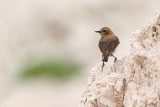 Black-eared wheatear Oenanthe hispanica sredozemski kupčar_MG_1788-111.jpg