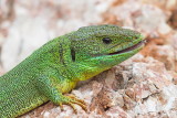 Balkan green lizard Lacerta trilineata veliki zelenec_MG_1501-111.jpg