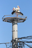 White storks beli torklji_MG_2056-11.jpg