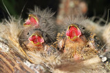 Young serins in the nest mladi grilčki v gnezdu_MG_2255-111.jpg