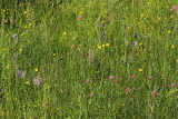 Alpine pasture alpski panik_MG_3182-111.jpg