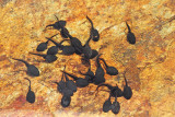 Larvae of common toad Bufo bufo larve krastače_MG_3155-111.jpg