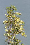 Oriental hornbeam Carpinus orientalis kraki beli gaber_MG_7910-11.jpg