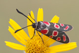 Zygaena carniolica kranjski ovnič_MG_2442-111.jpg