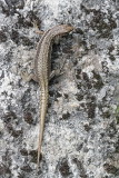 Horvaths rock lizard Iberolacerta horvathi horvatova kučarica_MG_3890-11.jpg