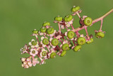Pokeweed Phytolacca americana navadna barvilnica_MG_4640-111.jpg