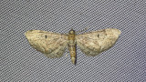 Wormwood pug Eupithecia absinthiata pedic_MG_4209-111.jpg