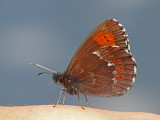 Large ringlet Erebia euryale svetlolisi rjavček_MG_3457-11.jpg