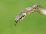 Aesculapian snake Zamenis longissimus navadni go_MG_3632-11.jpg