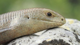 European glass lizard Ophisaurus apodus blavor_MG_1461-111.jpg