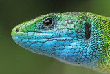 Eastern green lizard Lacerta viridis vzhodnoevropski zelenec_MG_1359-111.jpg