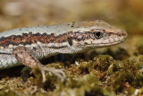 Horvaths rock lizard Iberolacerta horvathi horvatova kučarica_MG_3885-111.jpg