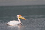 Great white pelican Pelecanus onocrotalus ronati pelikan_MG_5609-111.jpg