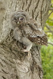 Young tawny owl Strix aluco mlada lesna sova_MG_00391-111.jpg