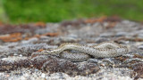 Smooth snake Coronella austriaca smokulja_MG_0625-111.jpg