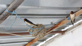 Unusual nest of barn swallow nenavadno gnezdo kmečke lastovke_MG_0629-111.jpg