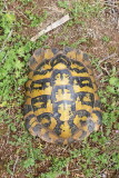 Hermanns tortoise Eurotestudo hermanni grka kornjača_MG_0479-111.jpg