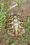 Hermanns tortoise Eurotestudo hermanni grka kornjača_MG_0479-111.jpg