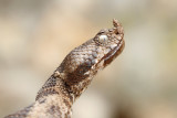 Nose-horned viper Vipera ammodytes montadoni modras_MG_5668-111.jpg