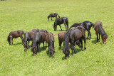 Bosnian horses bosanjski konji_MG_0135-111.jpg