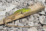 Italian wall lizard Podarcis siculus primorska kučarica_MG_5925-111.jpg