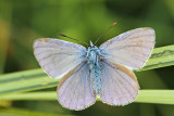 Common blue Polyommatus icarus navadni modrin_MG_6170-111.jpg