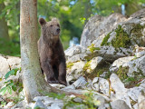 Brown bear Ursus arctos rjavi medved_IMG_0774-111.jpg