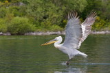 Dalmatian pelican Pelecanus crispus kodrasti pelikan_MG_0582-111.jpg