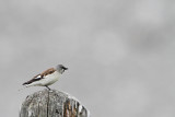 Snowfinch Montifringilla nivalis planinski vrabec_MG_6527-111.jpg
