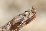 Nose-horned viper Vipera ammodytes montadoni modras_MG_5661-111.jpg