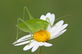 Grasshopper kobilica_MG_6306-111.jpg