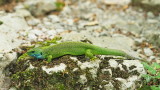 Eastern green lizard Lacerta viridis vzhodnoevropski zelenec_MG_6742-111.jpg
