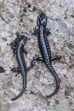Alpine salamander Salamandra atra planinski močerad_20160512_144407-111.jpg