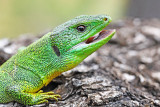  Balkan green lizard Lacerta trilineata veliki zelenec_MG_4230-111.jpg